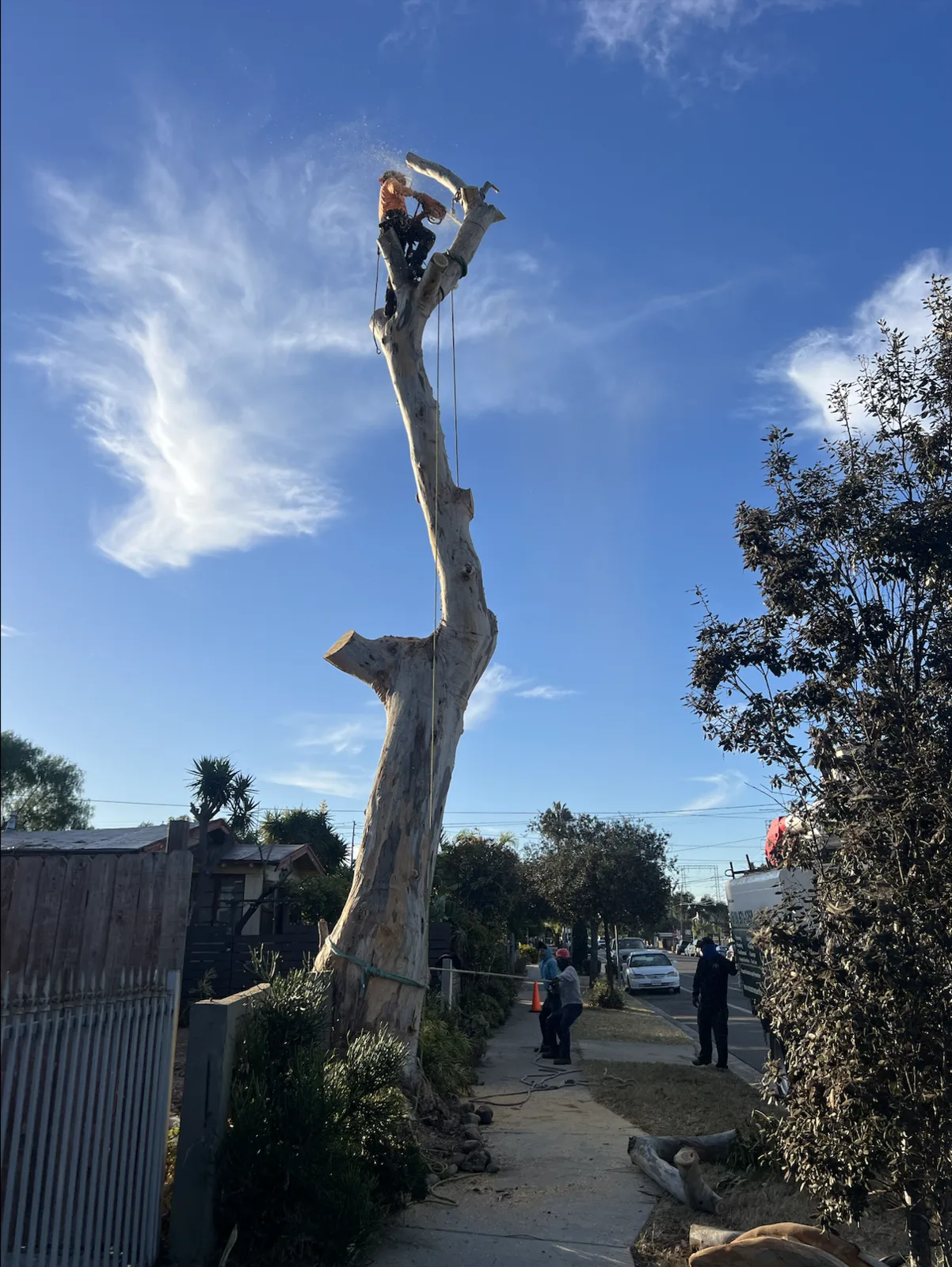 Arce's Spring Valley Tree Service project 1