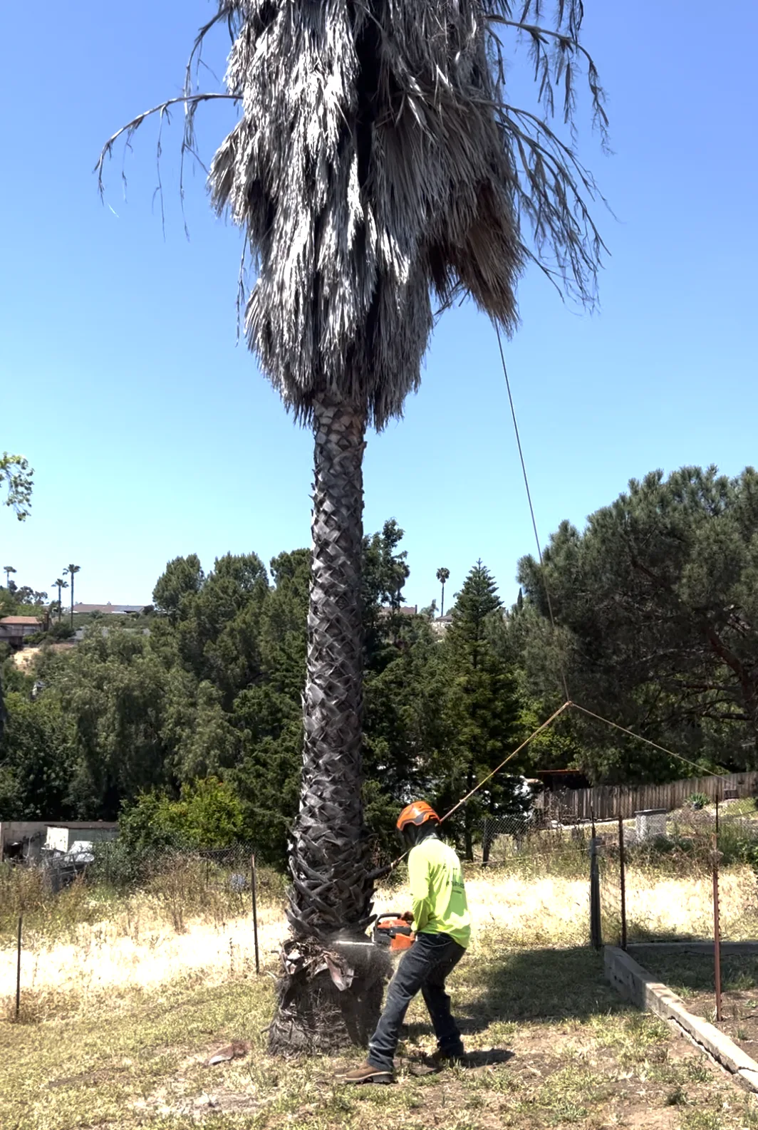 Arce's Spring Valley Tree Service project 2