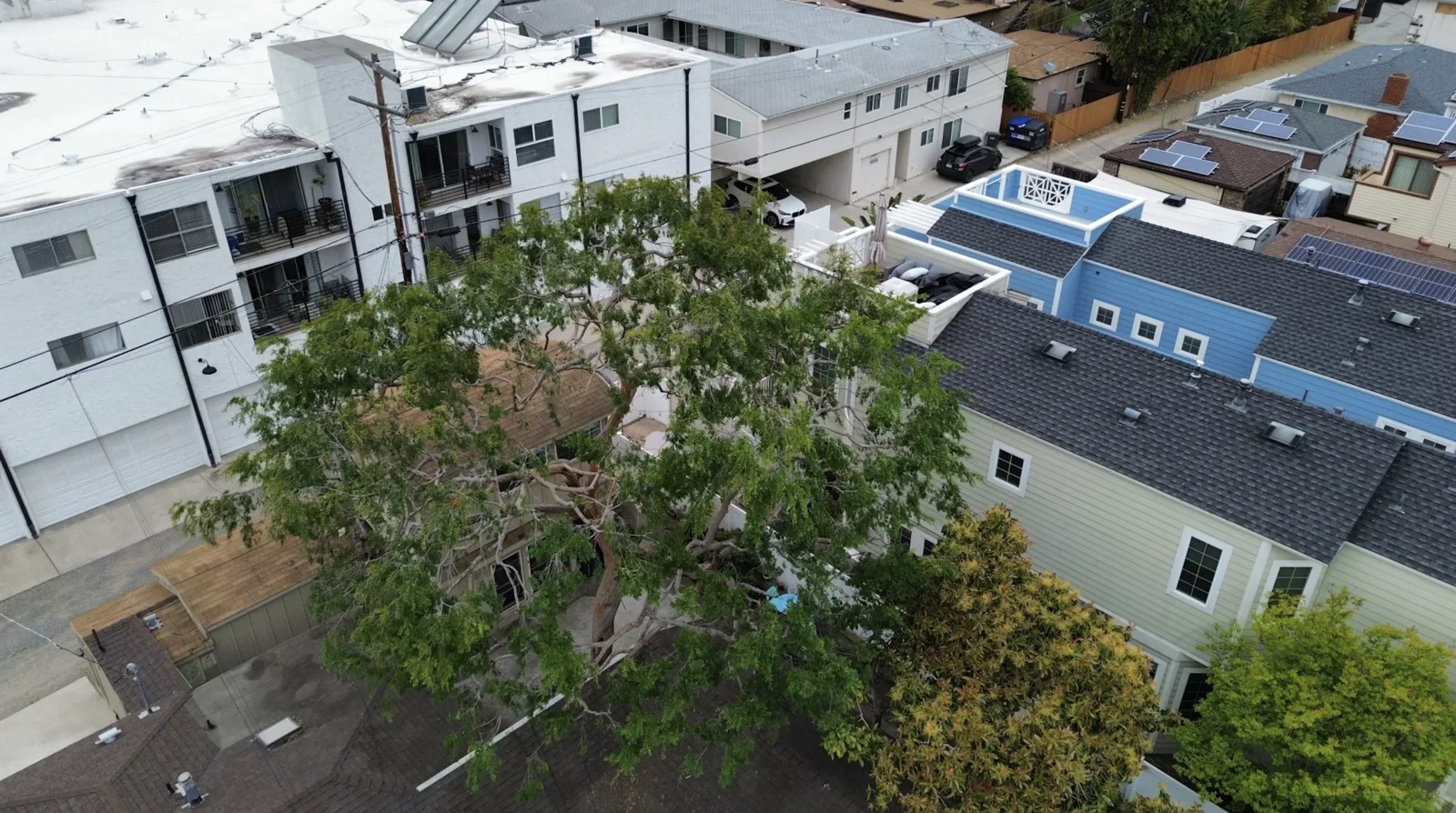 Arce's Spring Valley Tree Service project 4