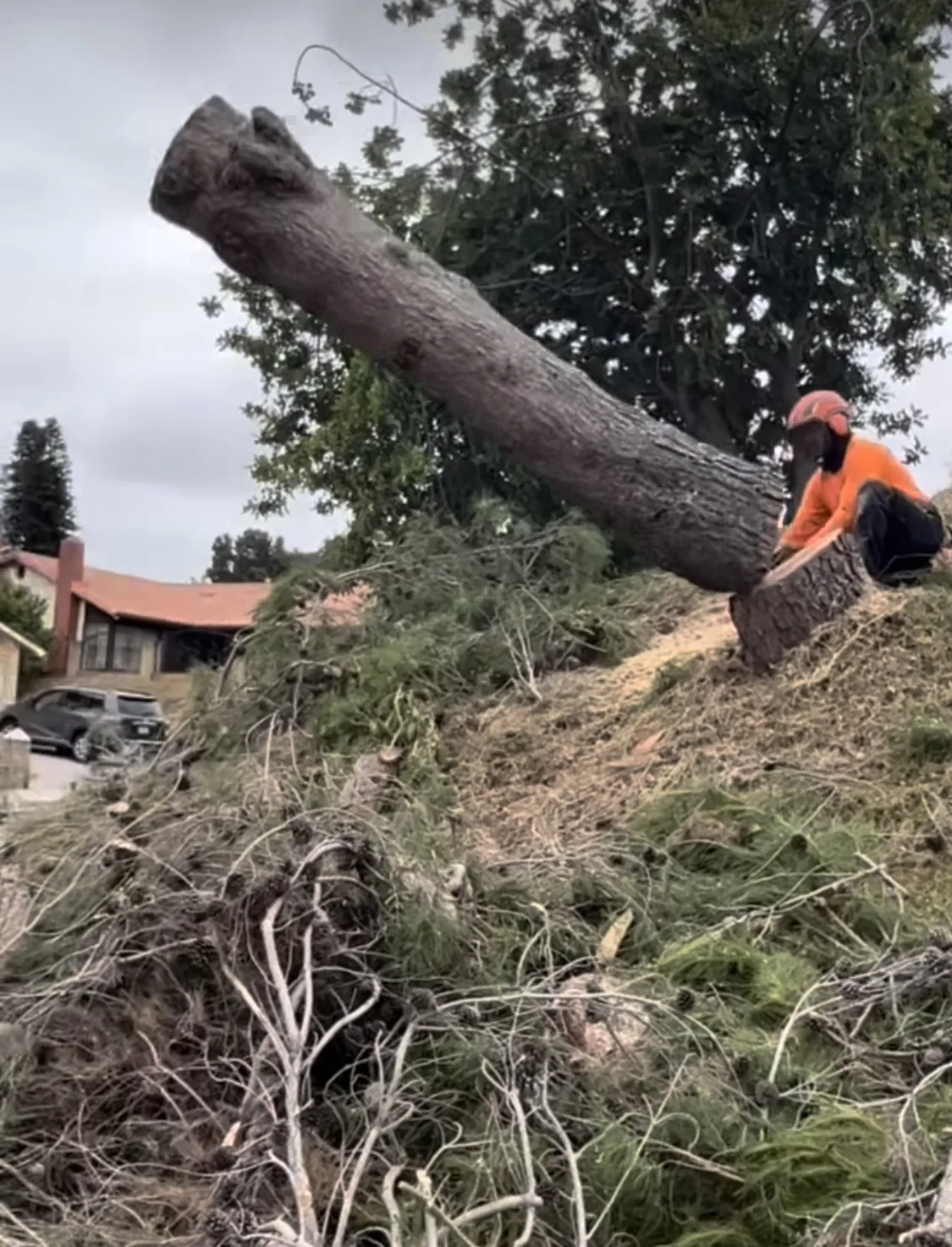 Arce's Spring Valley Tree Service project 5