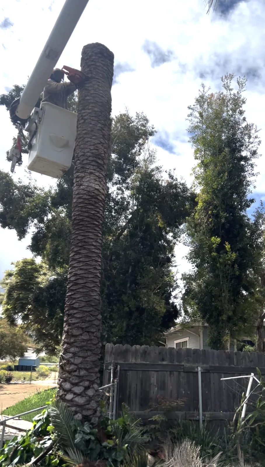 Arce's Spring Valley Tree Service project 6