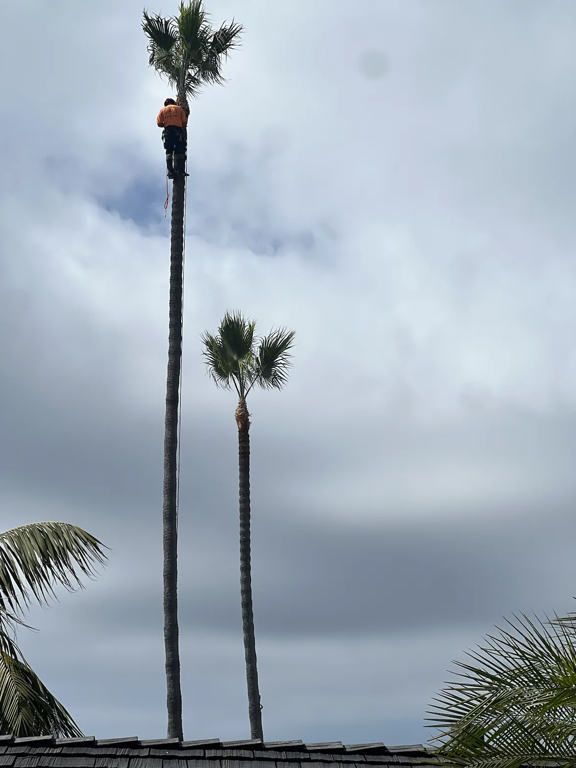 Arce's Spring Valley Tree Service project 7