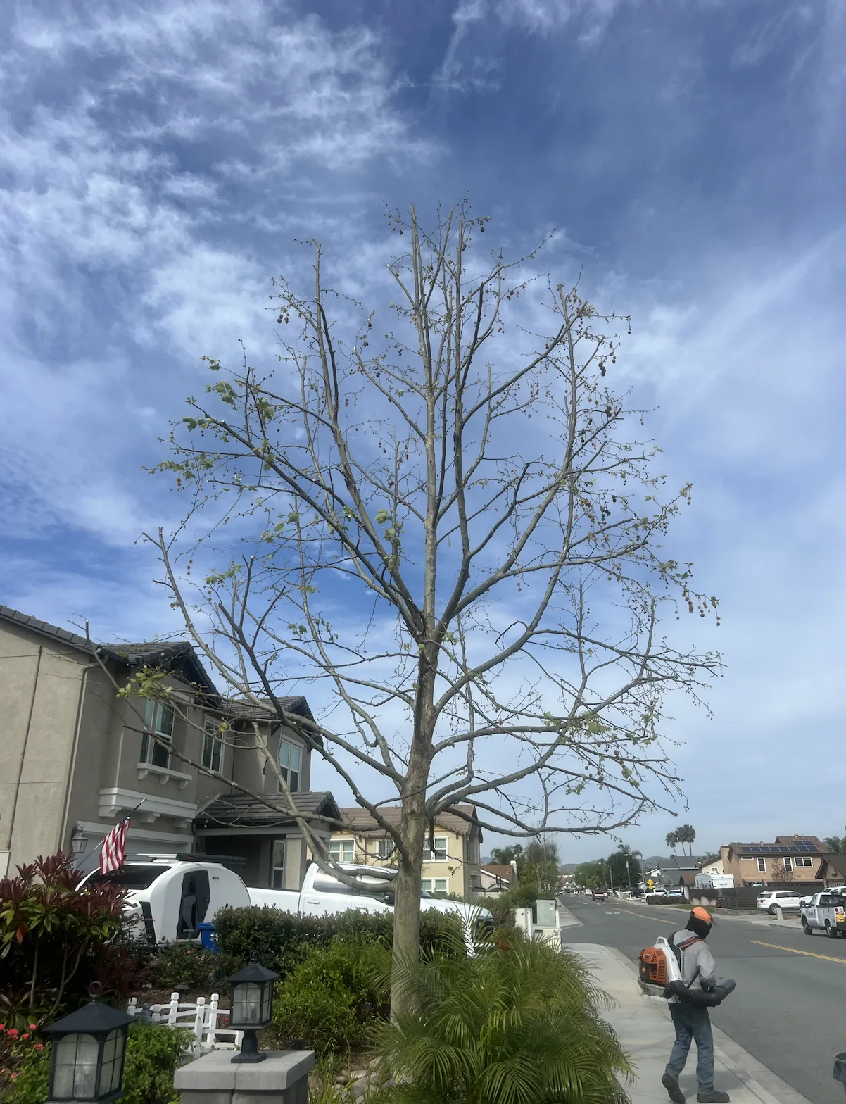 Arce's Spring Valley Tree Service project 8