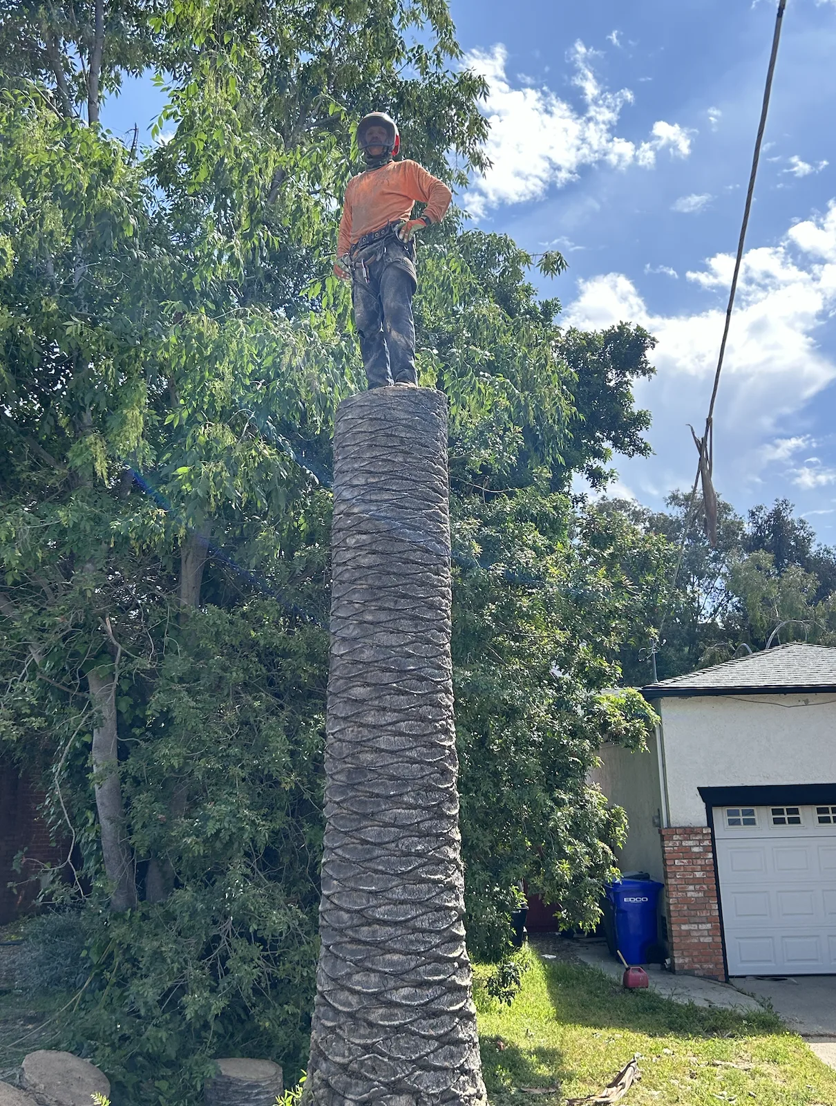 Arce's Spring Valley Tree Service project 9