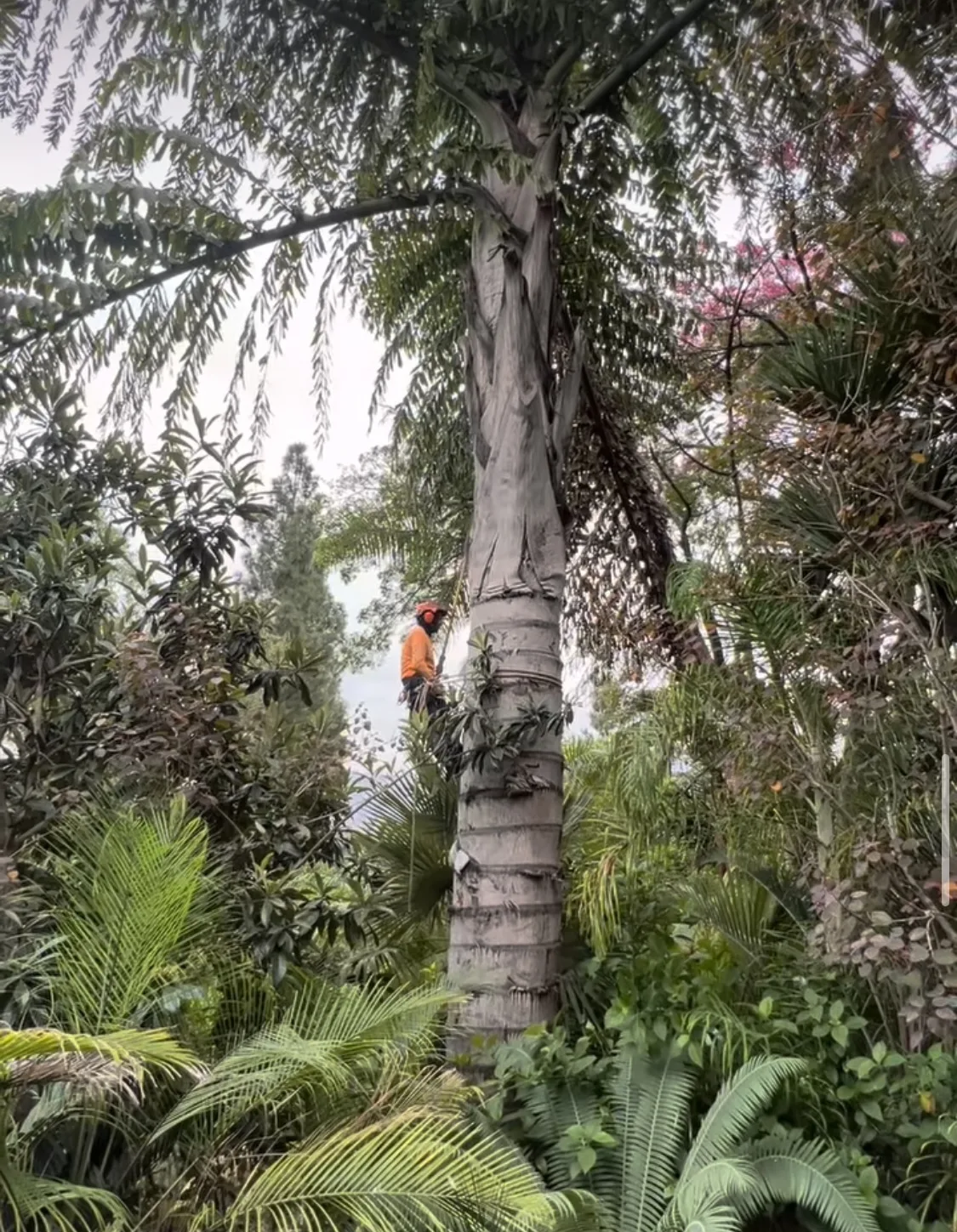 Arce's Spring Valley Tree Service project 11