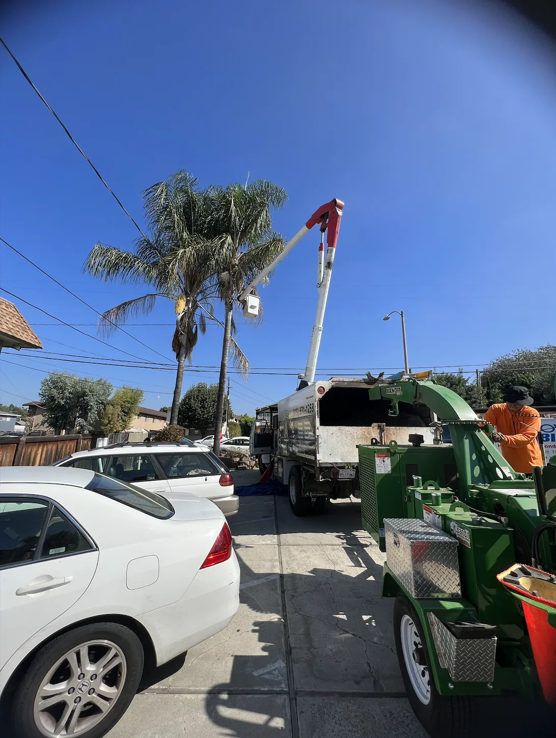 Arce's Spring Valley Tree Service project 12