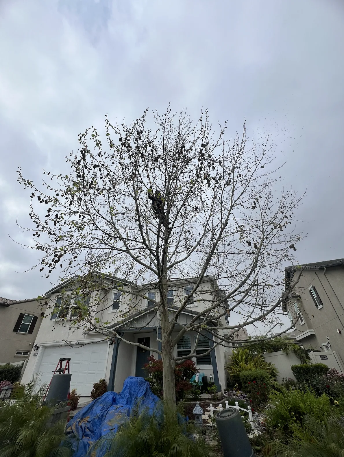 Arce's Spring Valley Tree Service project 13