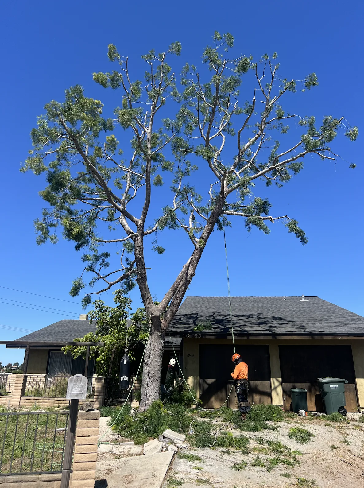 Arce's Spring Valley Tree Service project 14