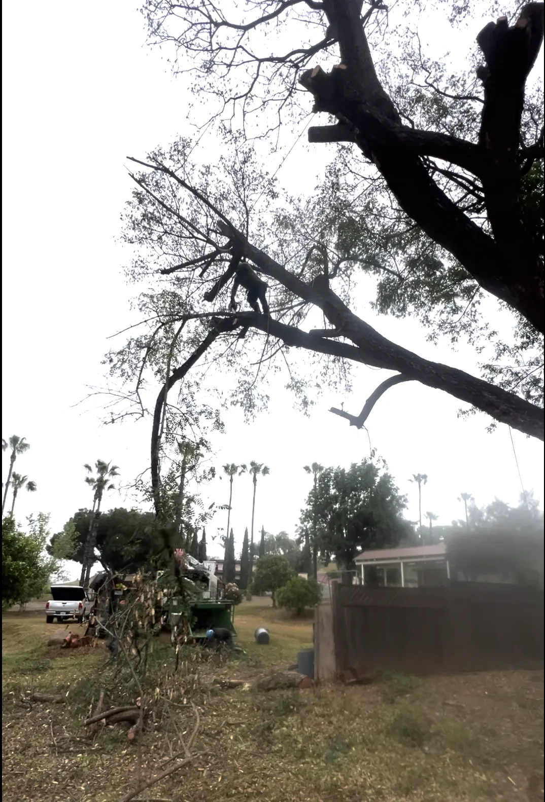 Arce's Spring Valley Tree Service project 16
