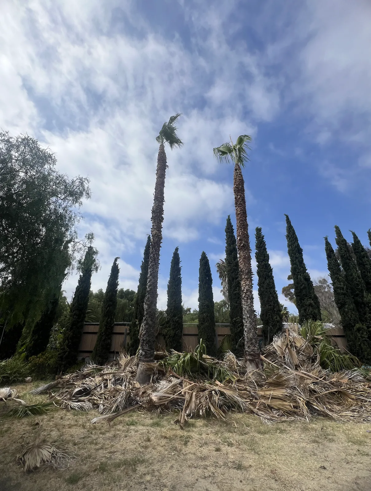 Arce's Spring Valley Tree Service project 17