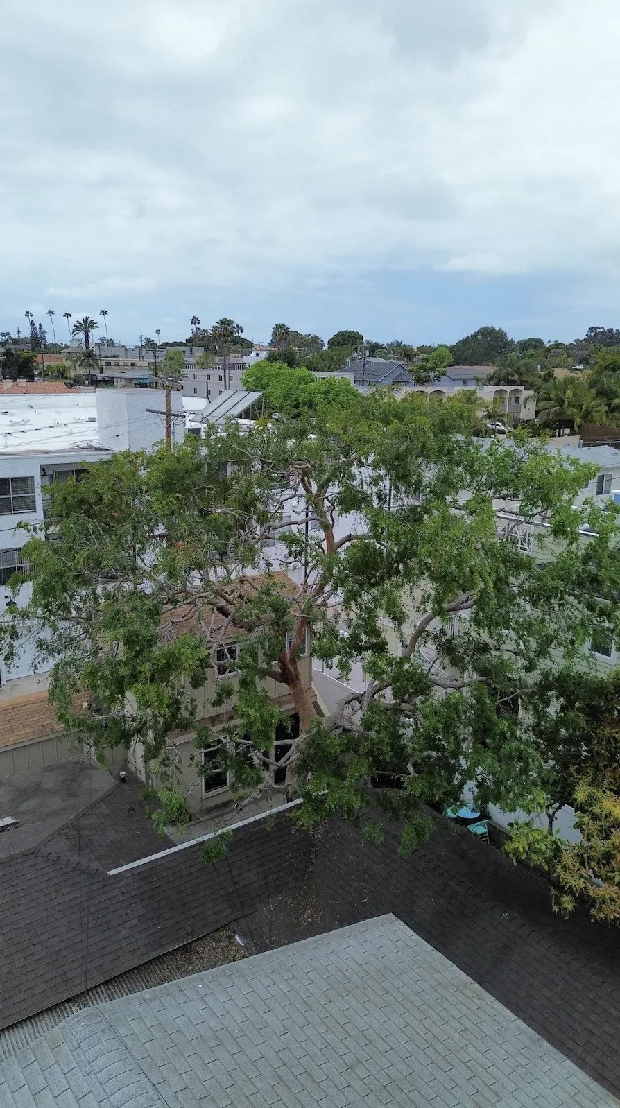Arce's Spring Valley Tree Service project 19