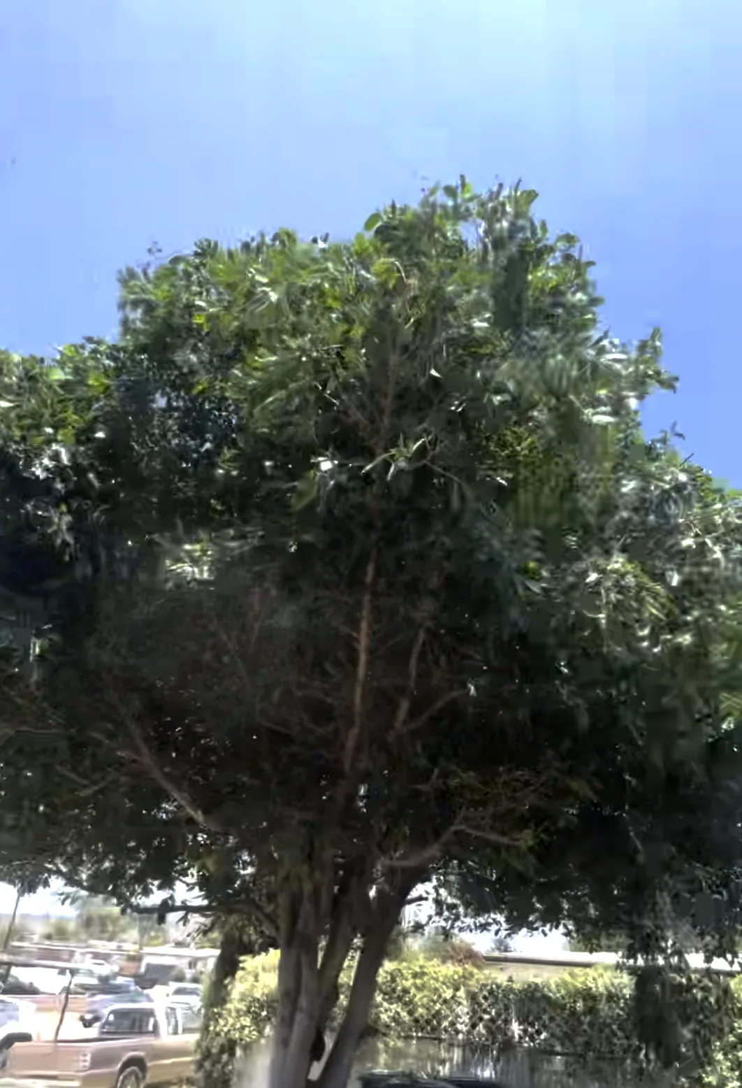 Arce's Spring Valley Tree Service project 20