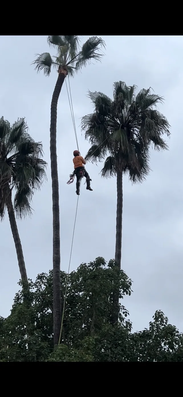 Arce's Spring Valley Tree Service project 21