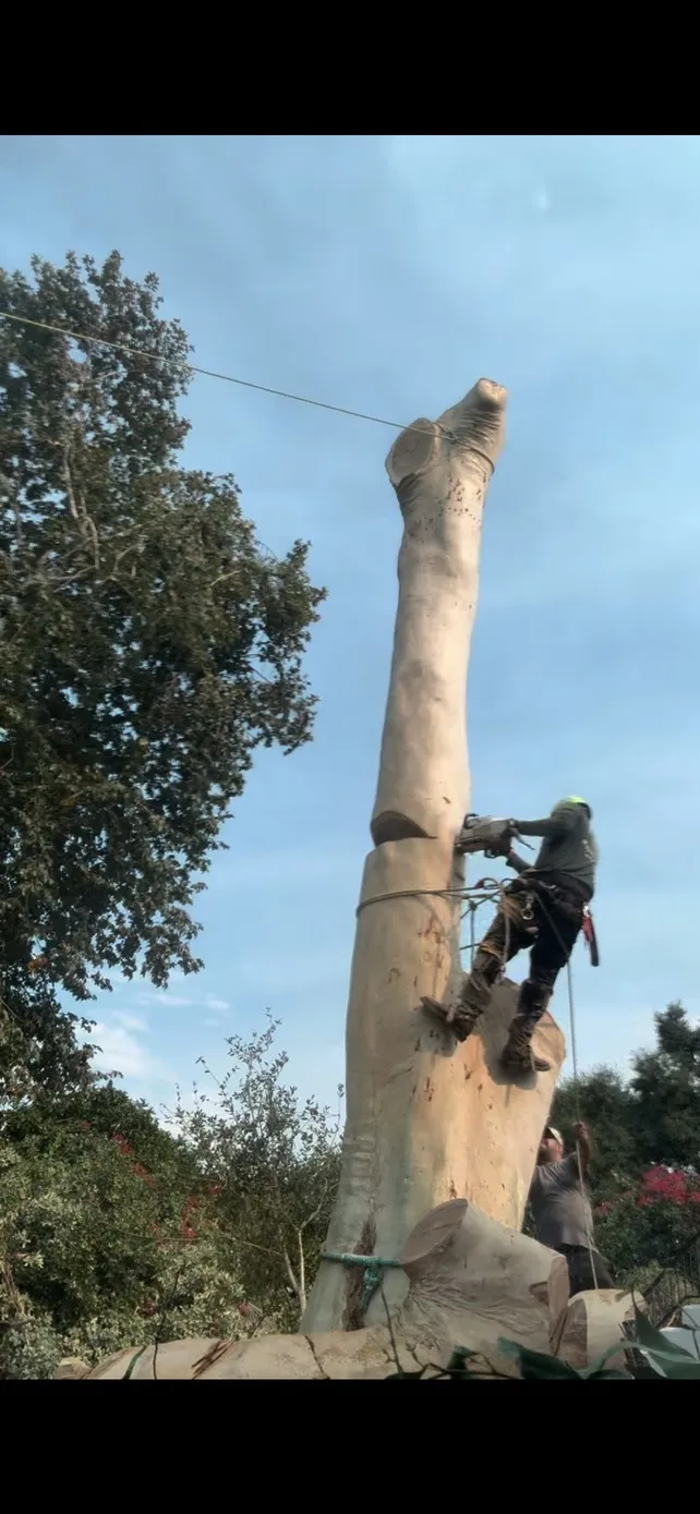 Arce's Spring Valley Tree Service project 22
