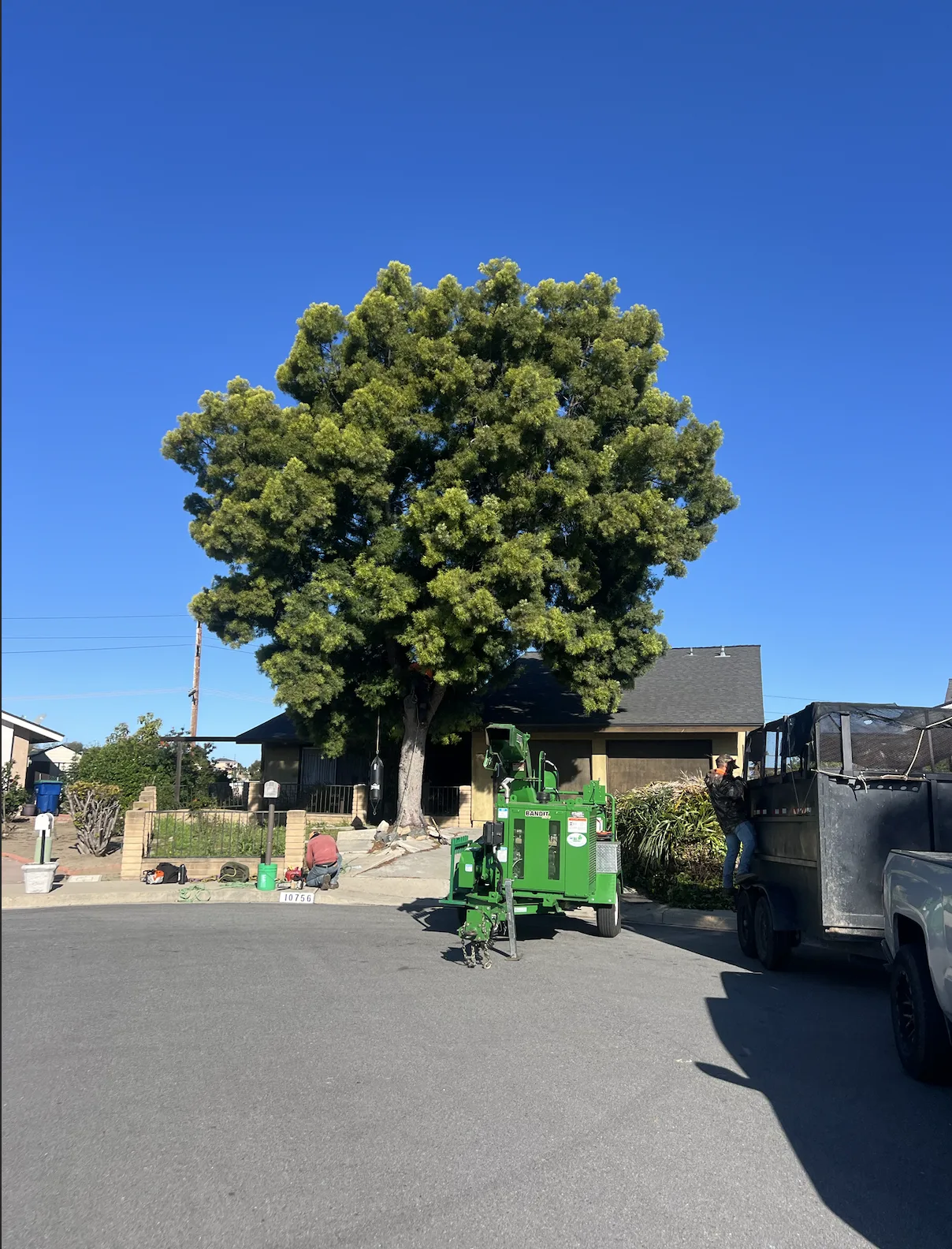 Arce's Spring Valley Tree Service project 23