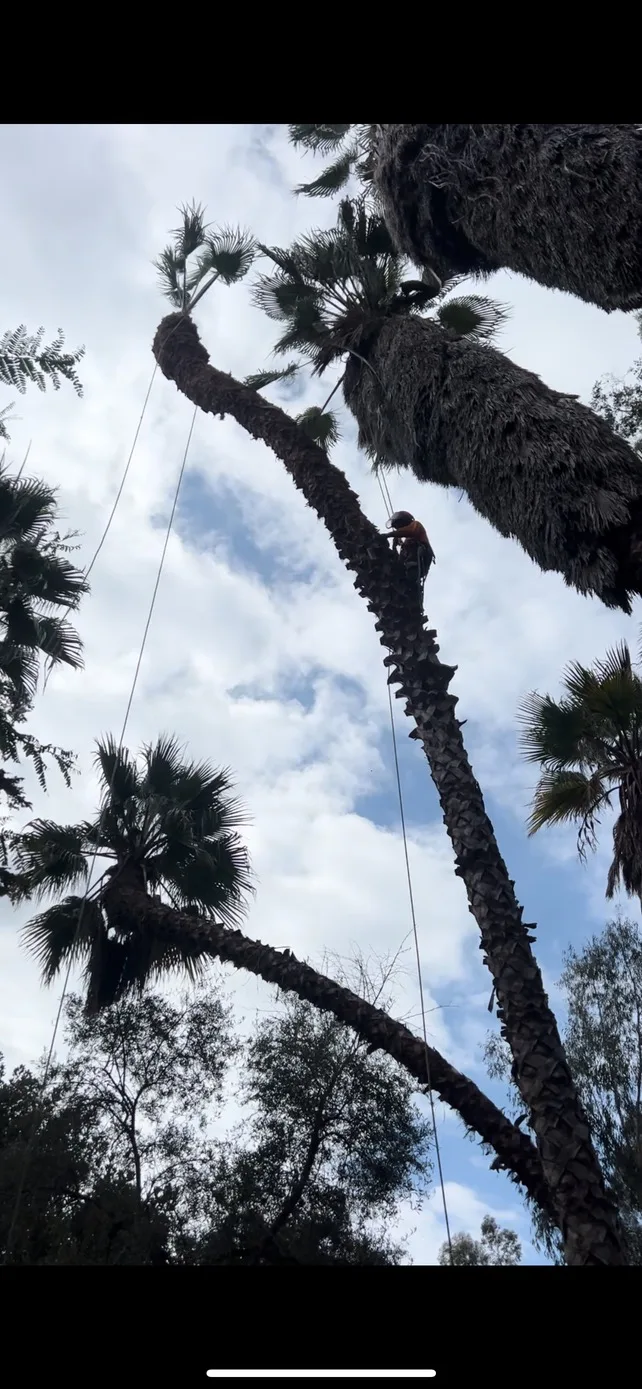 Arce's Spring Valley Tree Service project 24