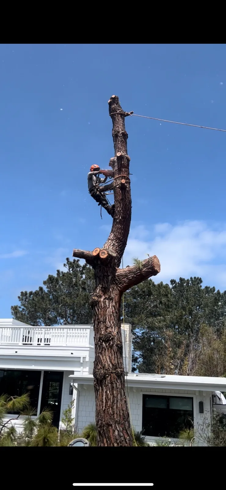 Arce's Spring Valley Tree Service project 25