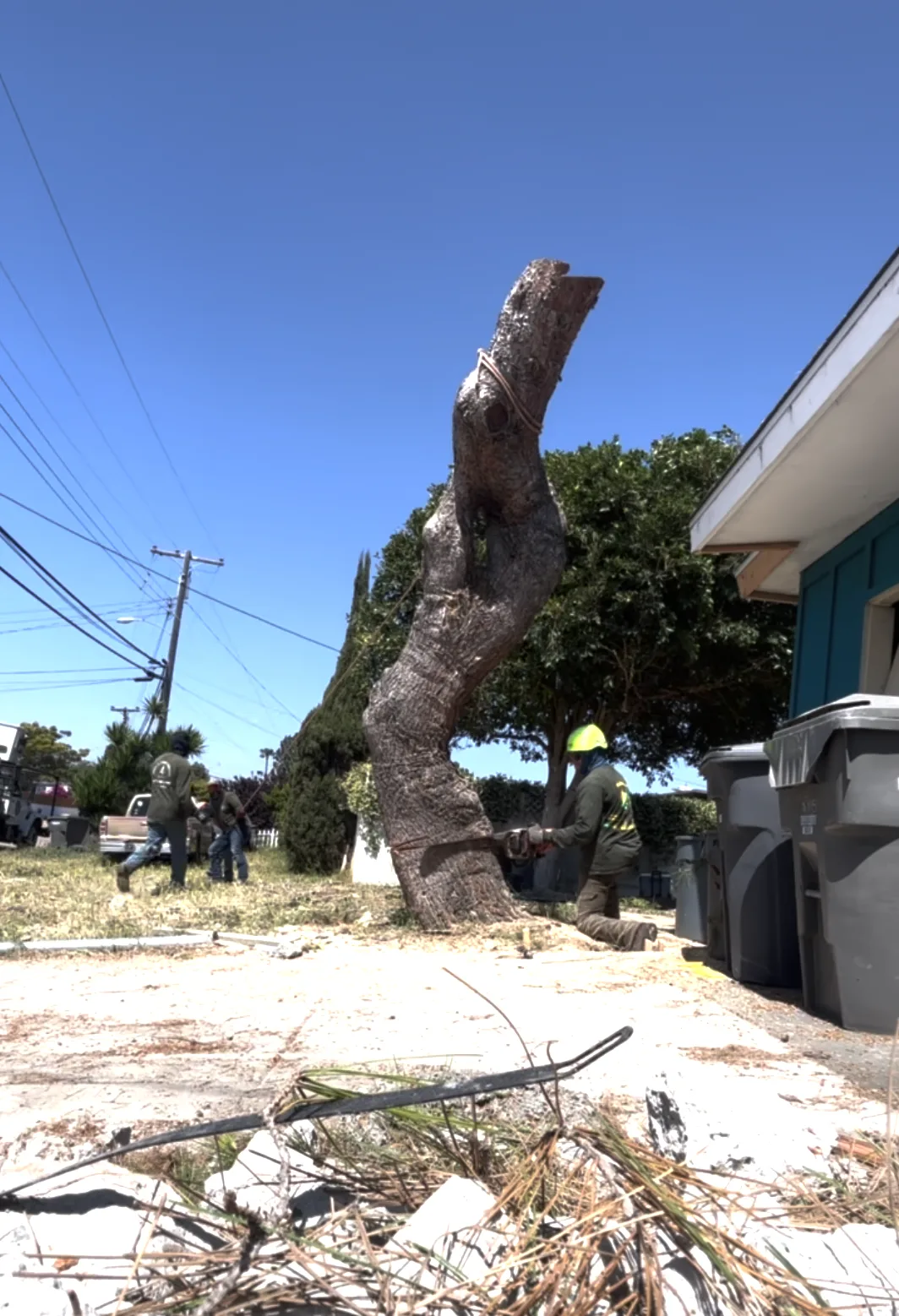 Arce's Spring Valley Tree Service project 27