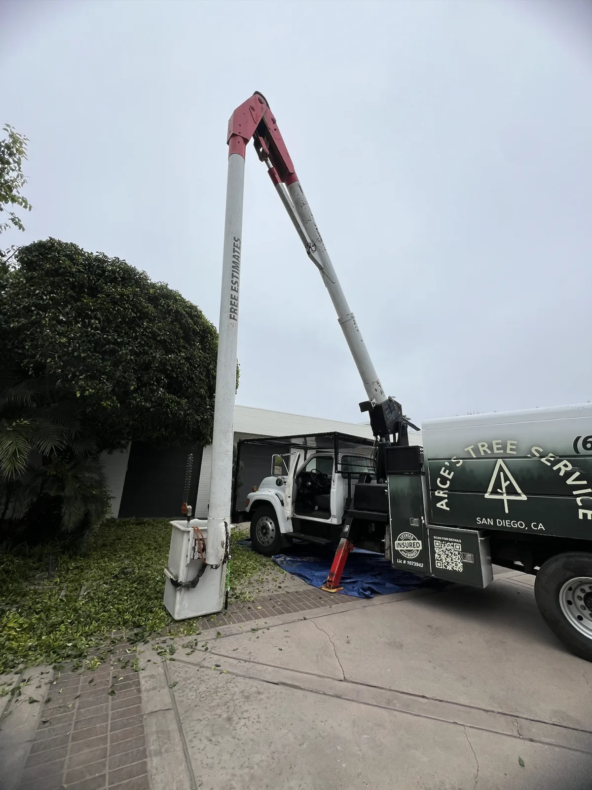 Arce's Spring Valley Tree Service project 28