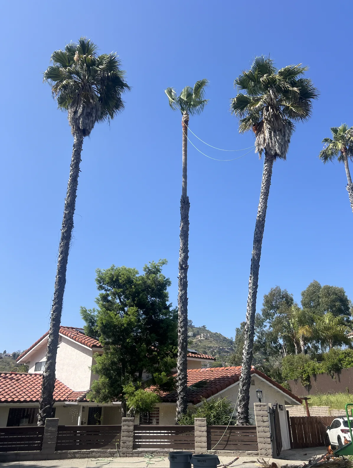 Arce's Spring Valley Tree Service project 30