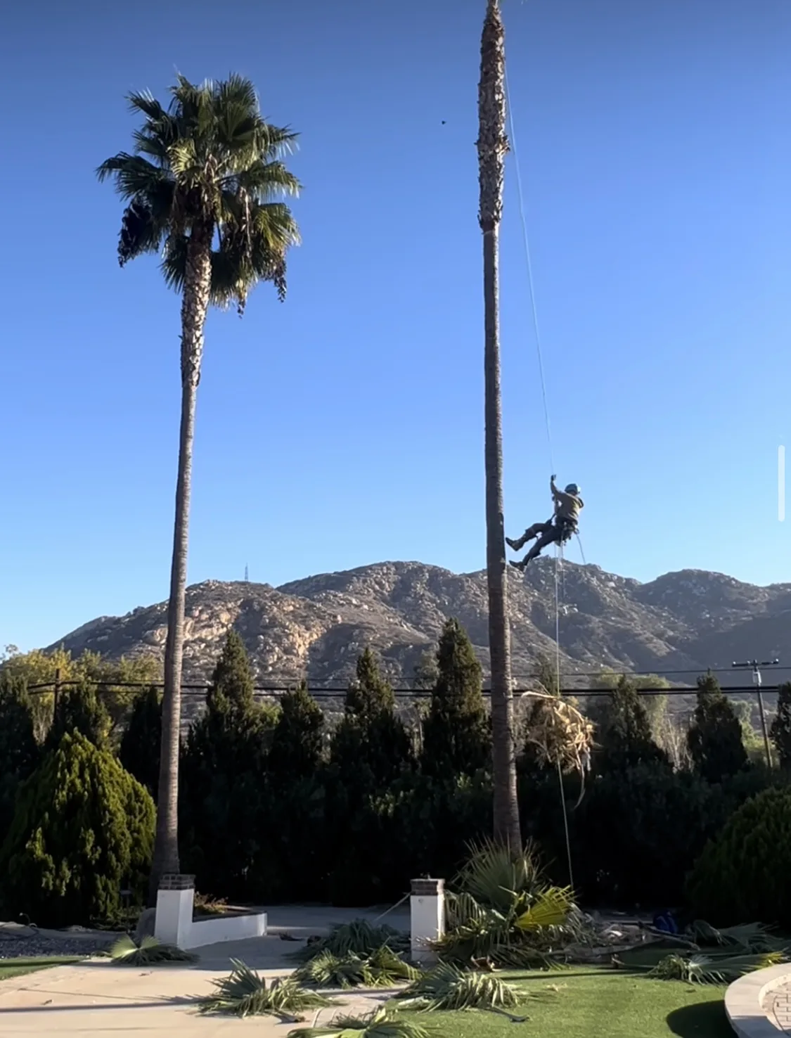 Arce's Spring Valley Tree Service project 31