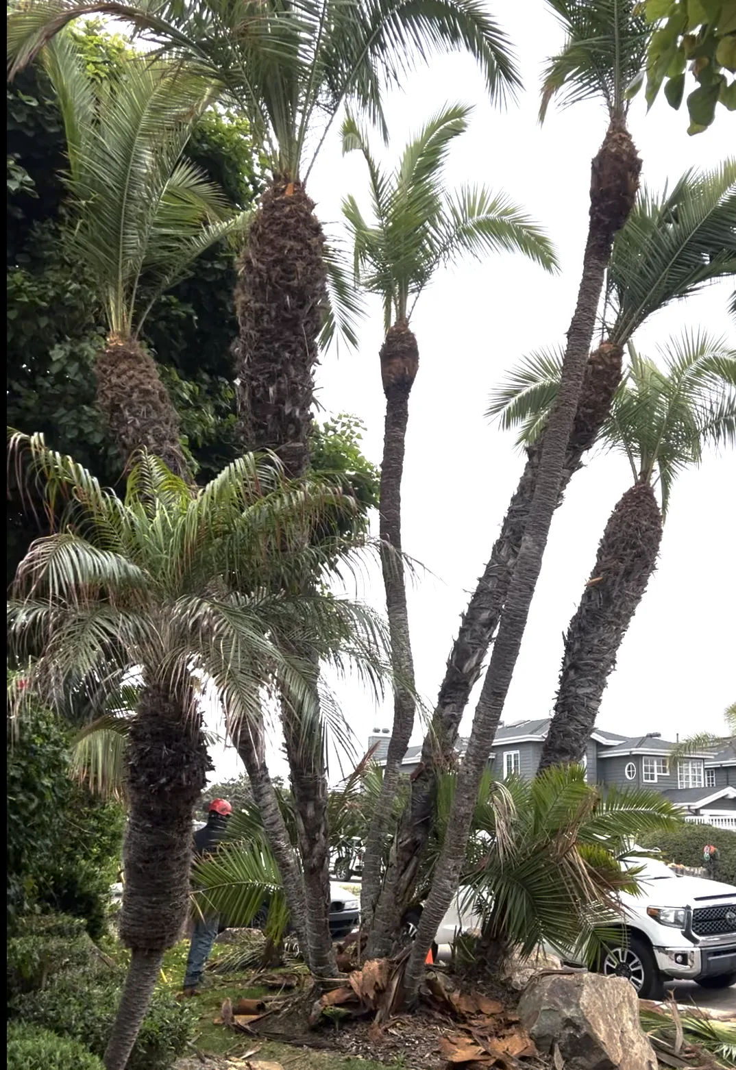 Arce's Spring Valley Tree Service project 32