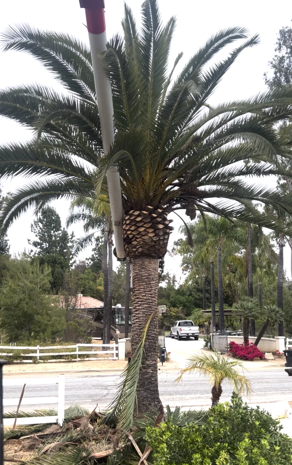 Arce's Spring Valley Tree Service project 33