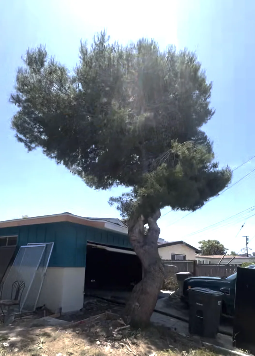 Arce's Spring Valley Tree Service project 34