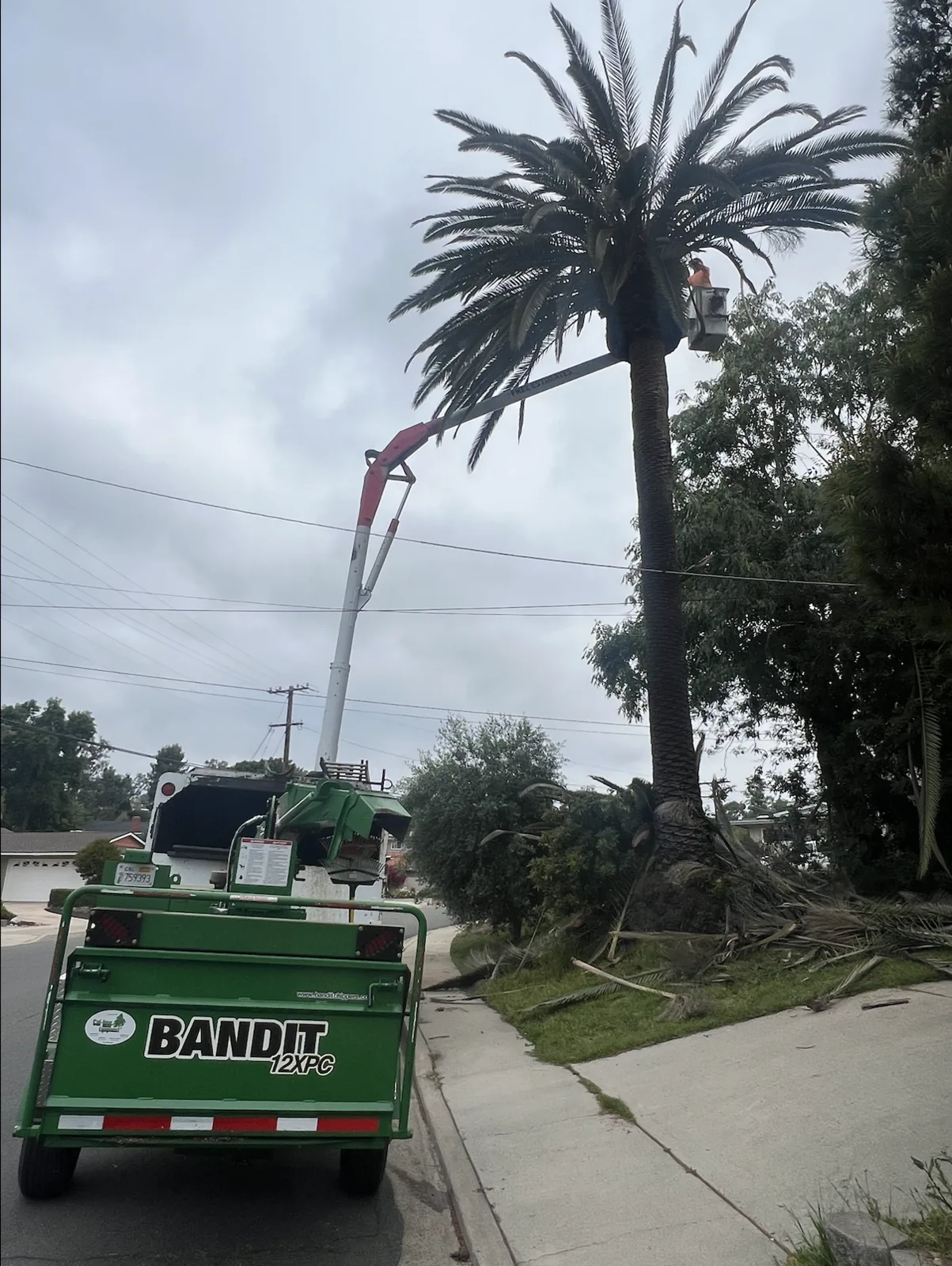Arce's Spring Valley Tree Service project 35